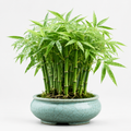 Home Grow Bamboo Flower Seeds - home garden seed pack