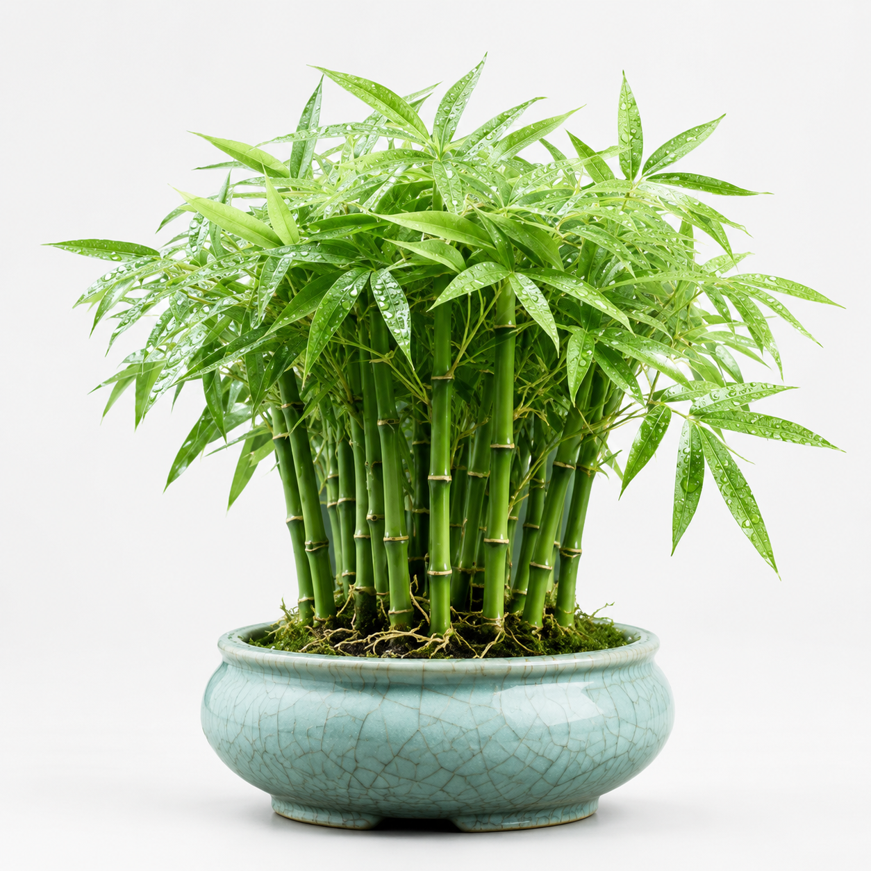 Home Grow Bamboo Flower Seeds - home garden seed pack