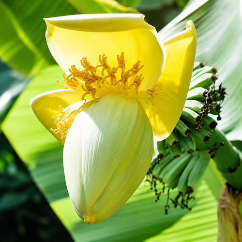 Banana Fruit Seeds for Home Gardens - home garden seed pack