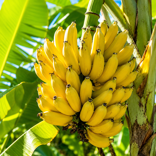 Banana Fruit Seeds for Home Gardens - home garden seed pack