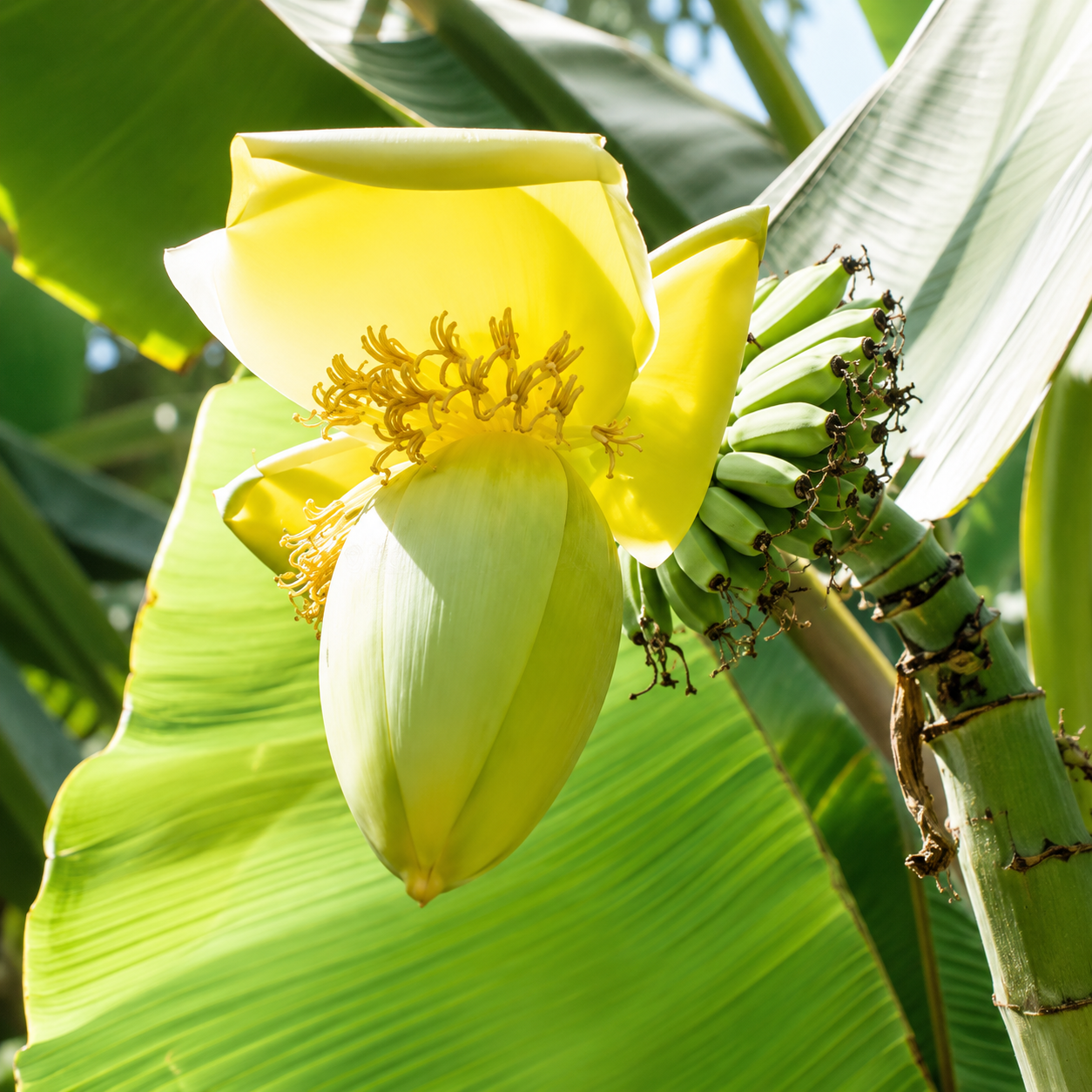 Banana Fruit Seeds for Home Gardens - home garden seed pack