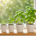 Basil Seeds for Beds and Borders - home garden seed pack