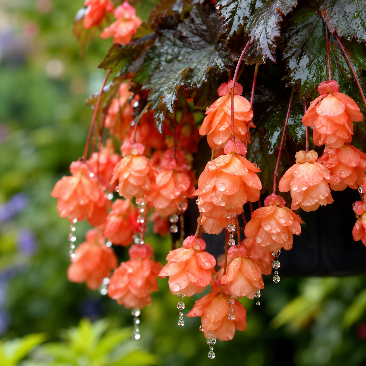Garden Begonia Flower Seeds - home garden seed pack