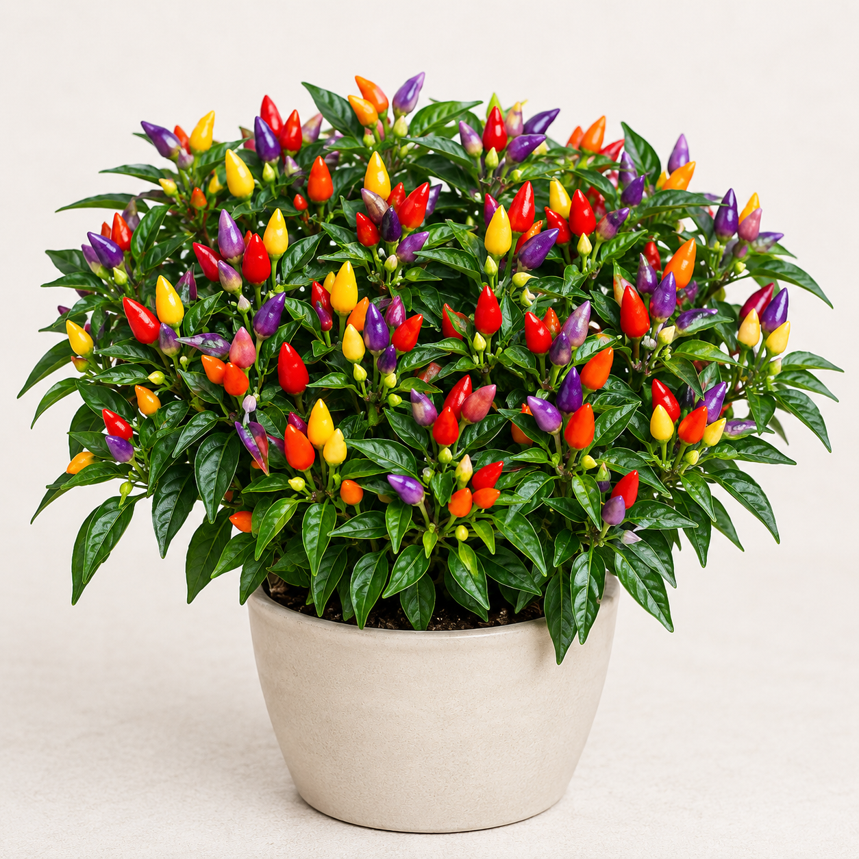 Home Garden Bell Pepper / Colored Pepper Vegetable Seeds - home garden seed pack