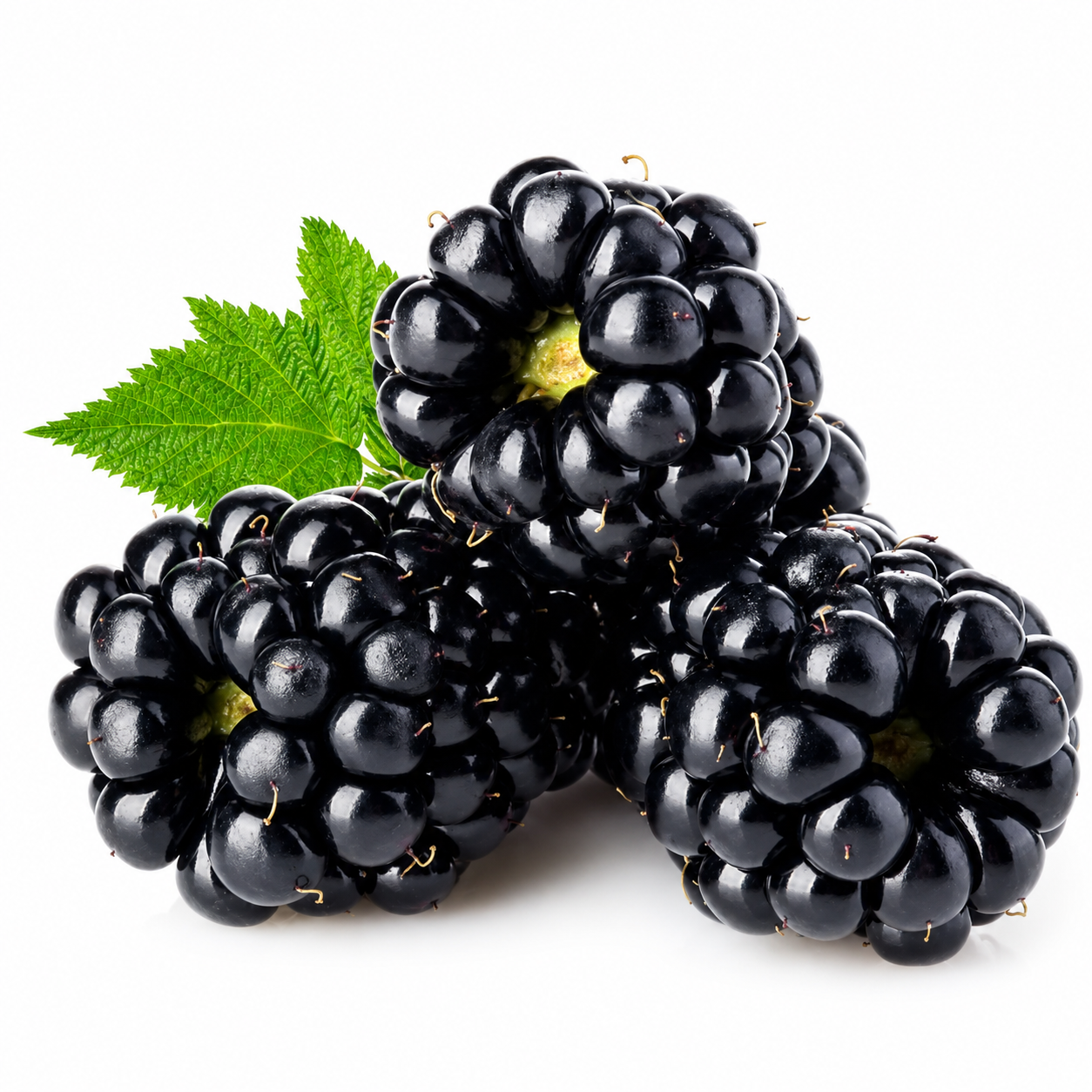 Blackberry Fruit Seeds for Home Gardens - home garden seed pack