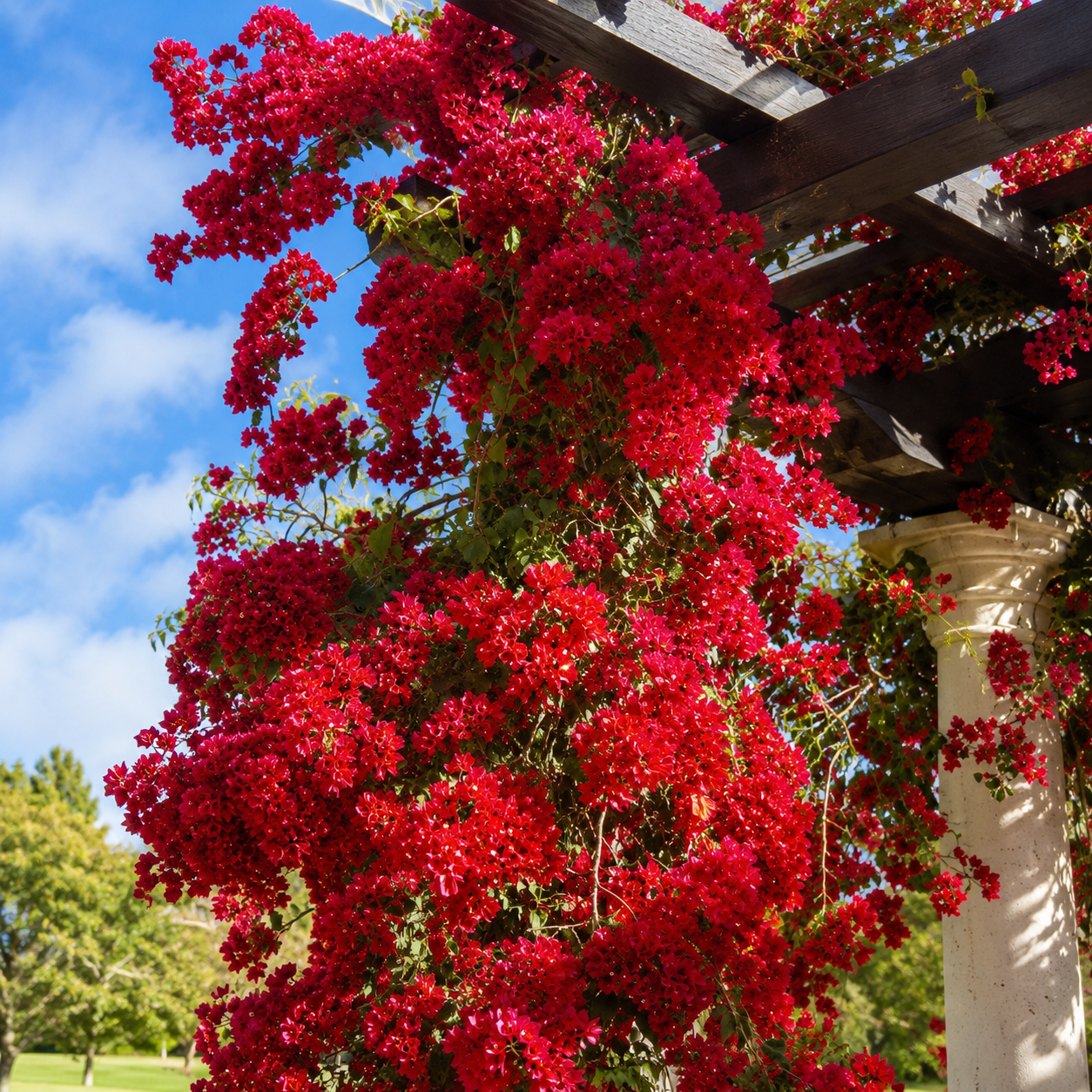 Bougainvillea Seeds for Beds and Borders - home garden seed pack