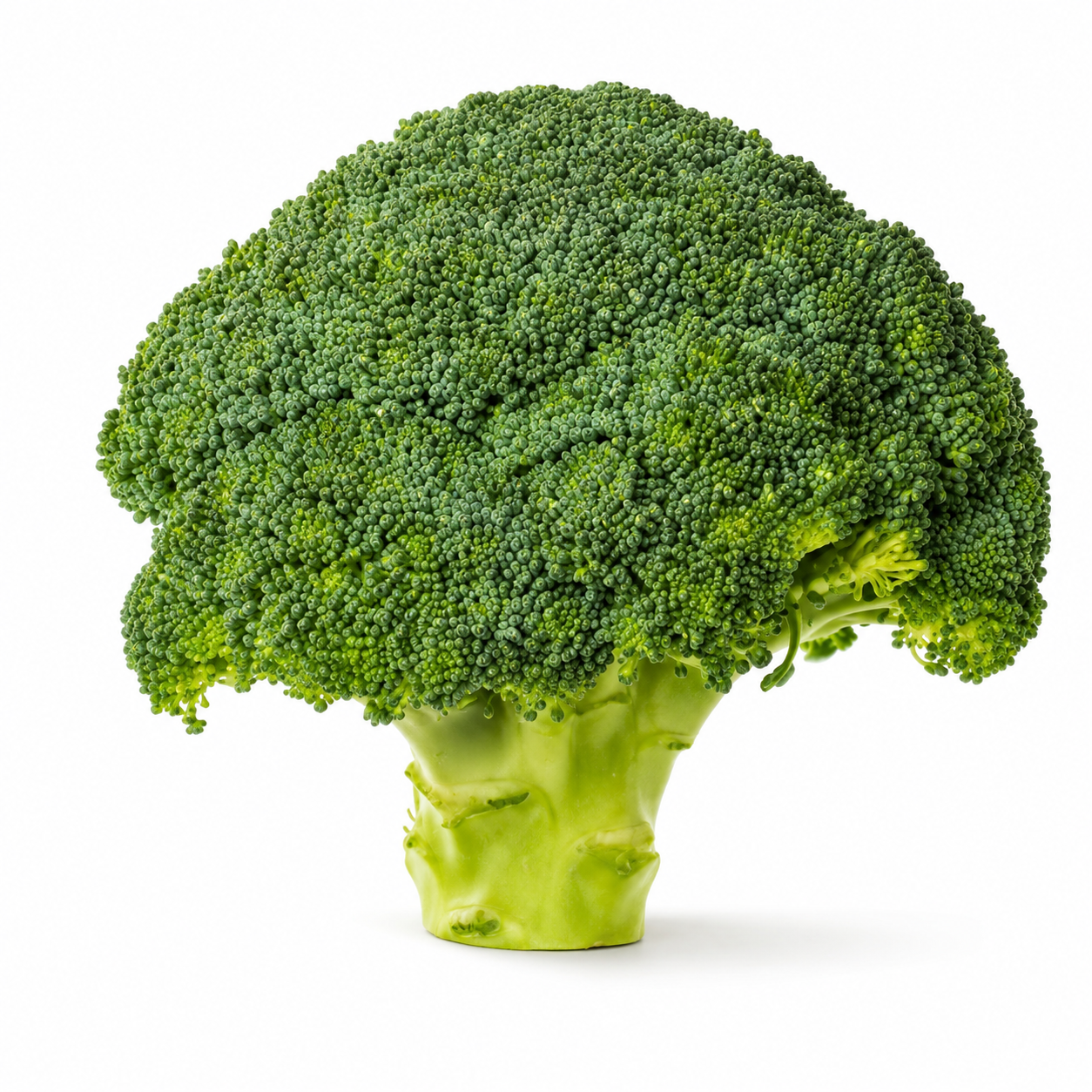 Home Garden Broccoli Vegetable Seeds - home garden seed pack