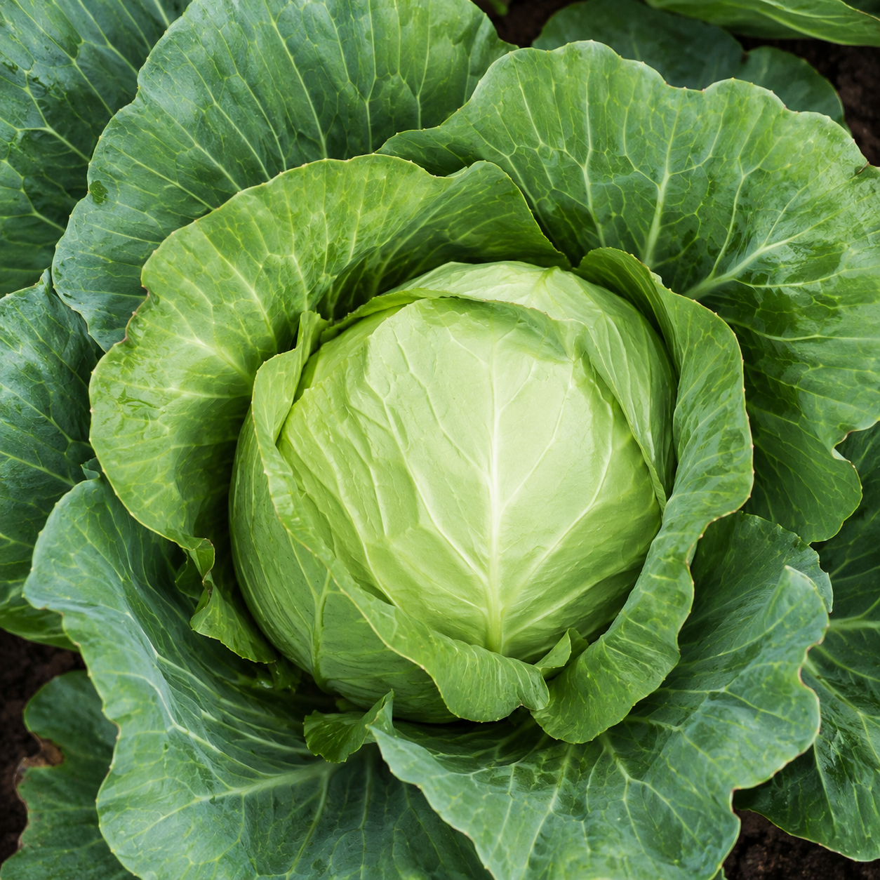 Cabbage Seed Pack for Kitchen Gardens - home garden seed pack