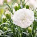 Garden Carnation Flower Flower Seeds - home garden seed pack