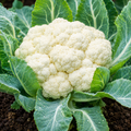 Cauliflower Vegetable Seeds for Home Gardens - home garden seed pack
