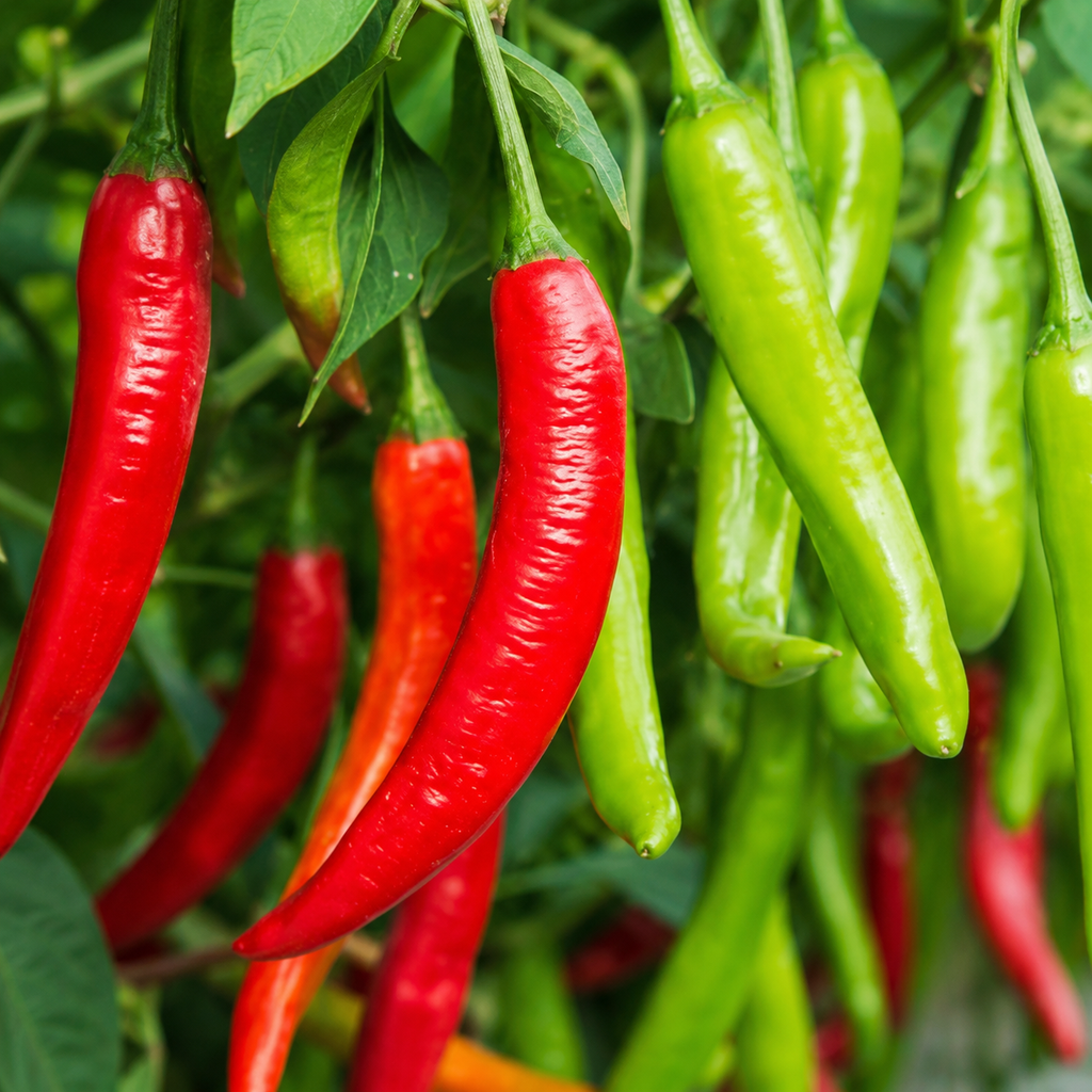 Chili Pepper / Bell Pepper Seed Pack for Kitchen Gardens - home garden seed pack