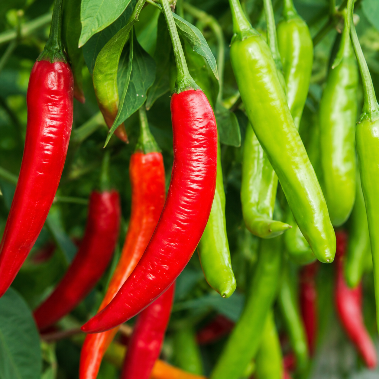 Chili Pepper / Bell Pepper Seed Pack for Kitchen Gardens - home garden seed pack