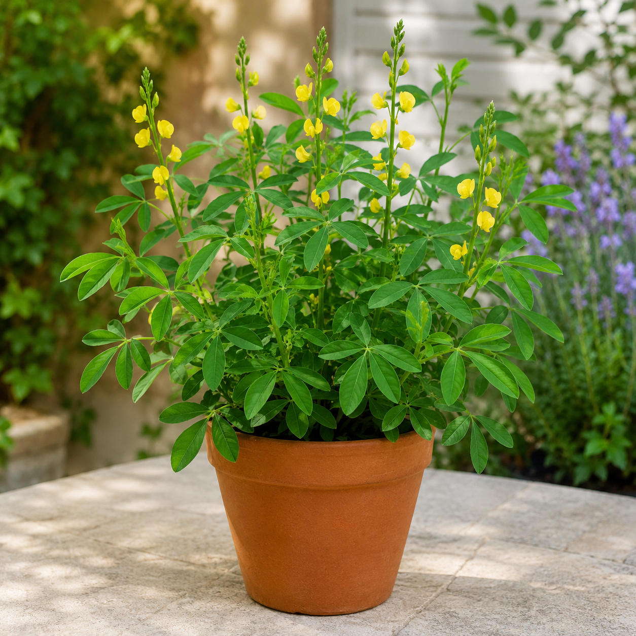 Chippilin Bloom Seed Pack - home garden seed pack