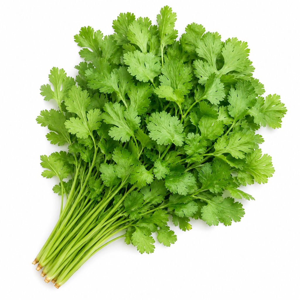 Cilantro / Coriander Grower Seed Pack - home garden seed pack