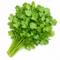 Cilantro / Coriander Grower Seed Pack - home garden seed pack