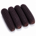 Corn Grower Seed Pack - home garden seed pack
