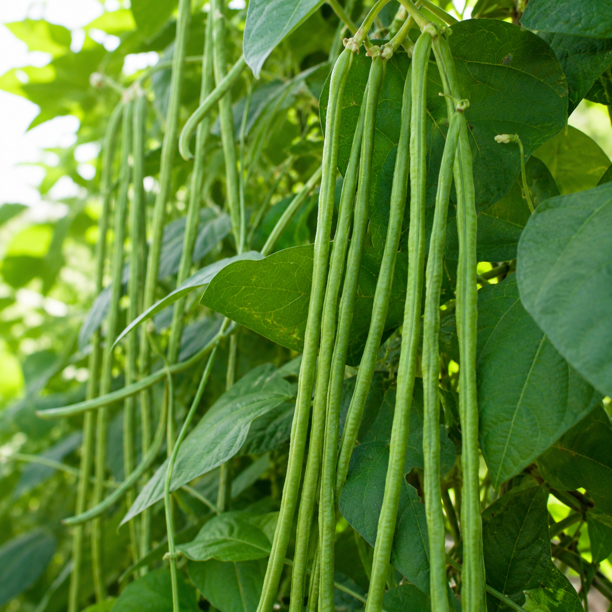 Cowpea Seed Pack for Kitchen Gardens - home garden seed pack