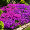 Creeping Thyme Flower Seeds for Home Gardens - home garden seed pack