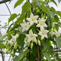 Datura Seeds for Beds and Borders - home garden seed pack