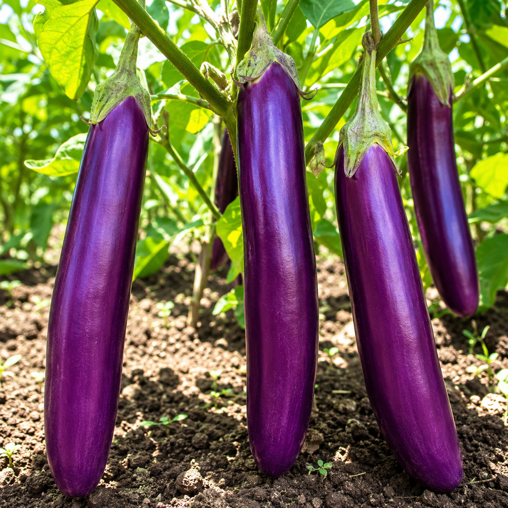 Eggplant Vegetable Seeds for Home Gardens - home garden seed pack