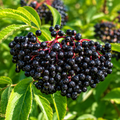 Elderberry Fruit Seeds for Home Gardens - home garden seed pack