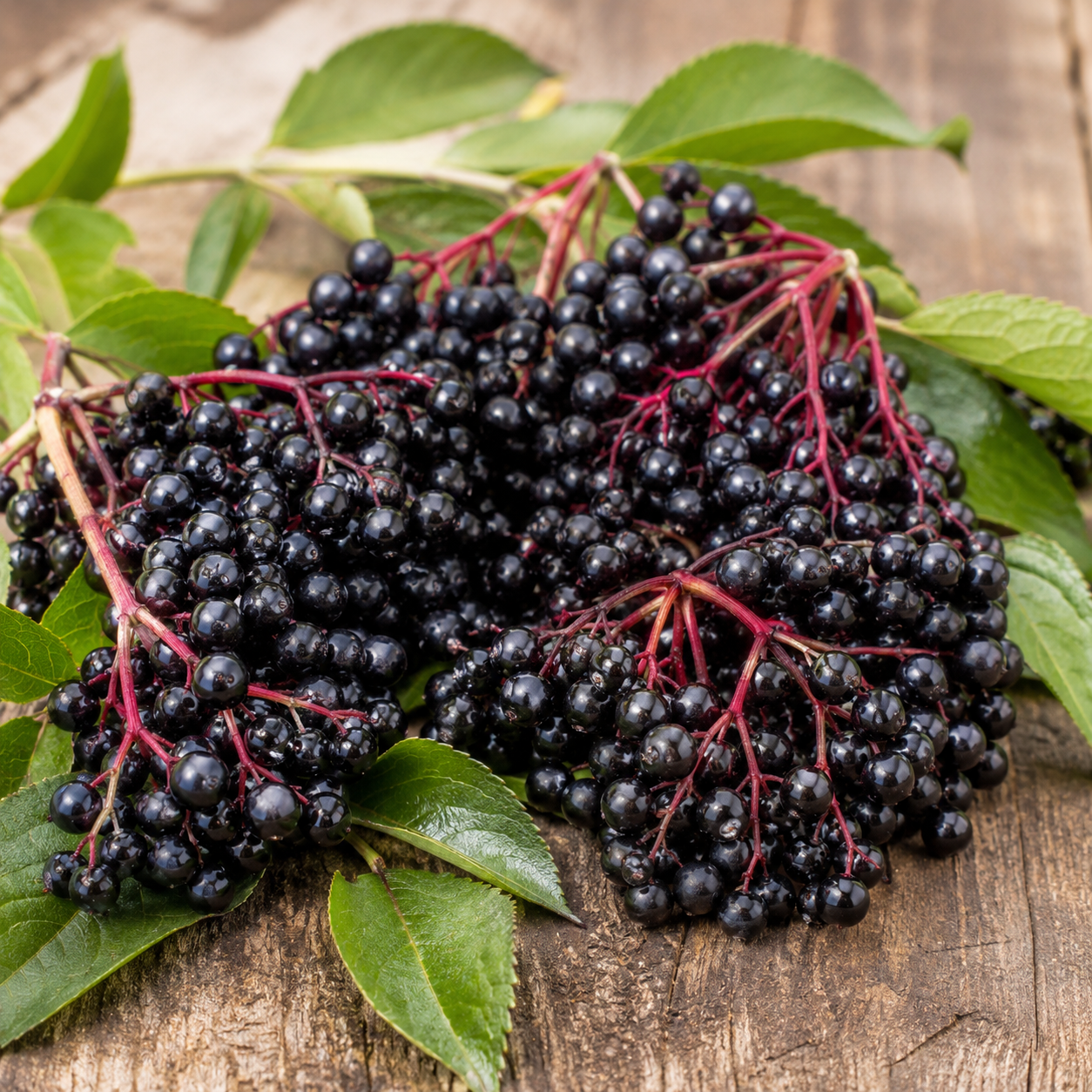 Elderberry Fruit Seeds for Home Gardens - home garden seed pack