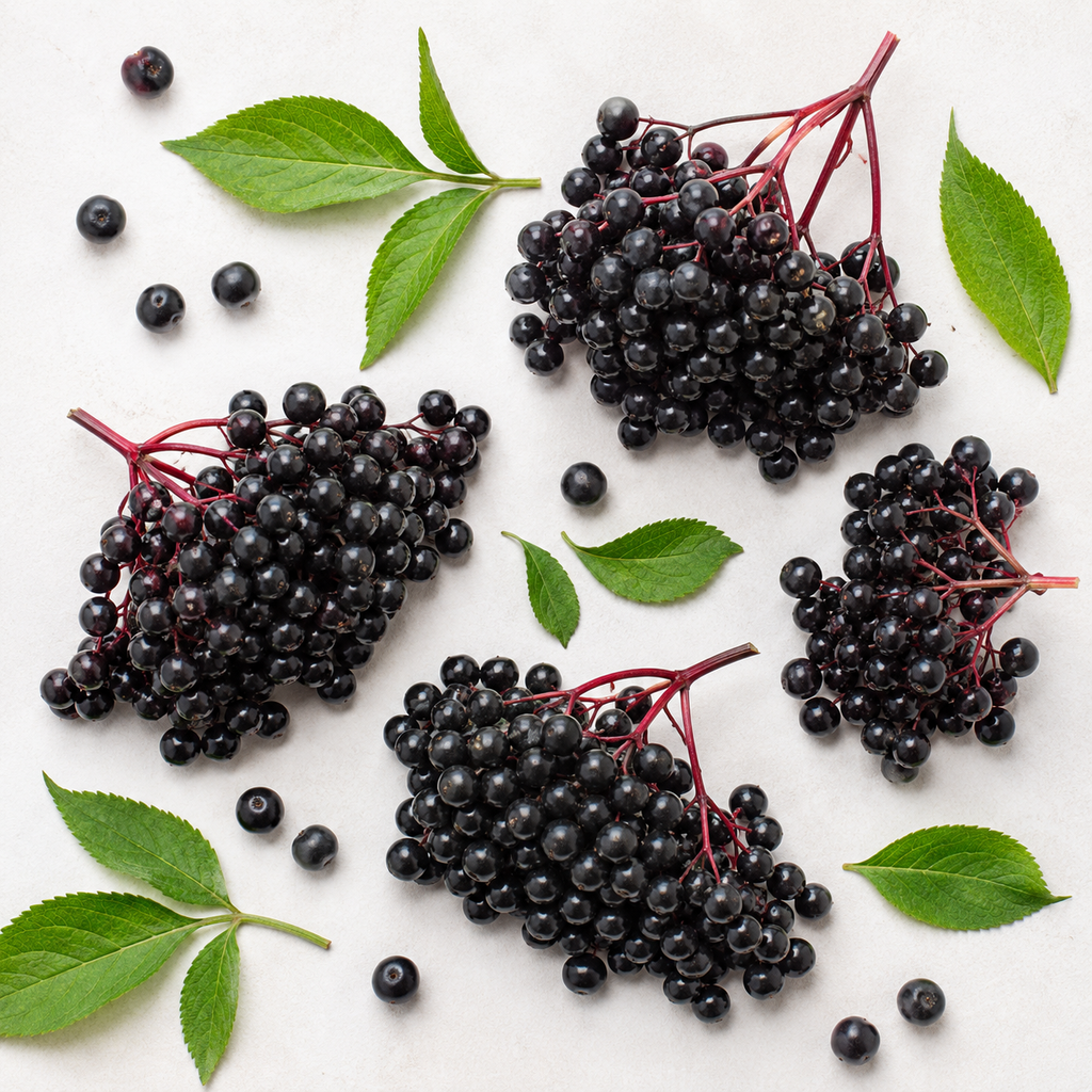 Elderberry Fruit Seeds for Home Gardens - home garden seed pack