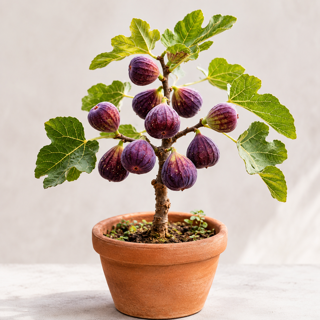 Fig Seed Pack for Backyard Growing - home garden seed pack