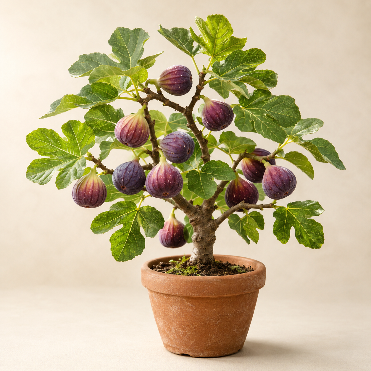 Fig Seed Pack for Backyard Growing - home garden seed pack