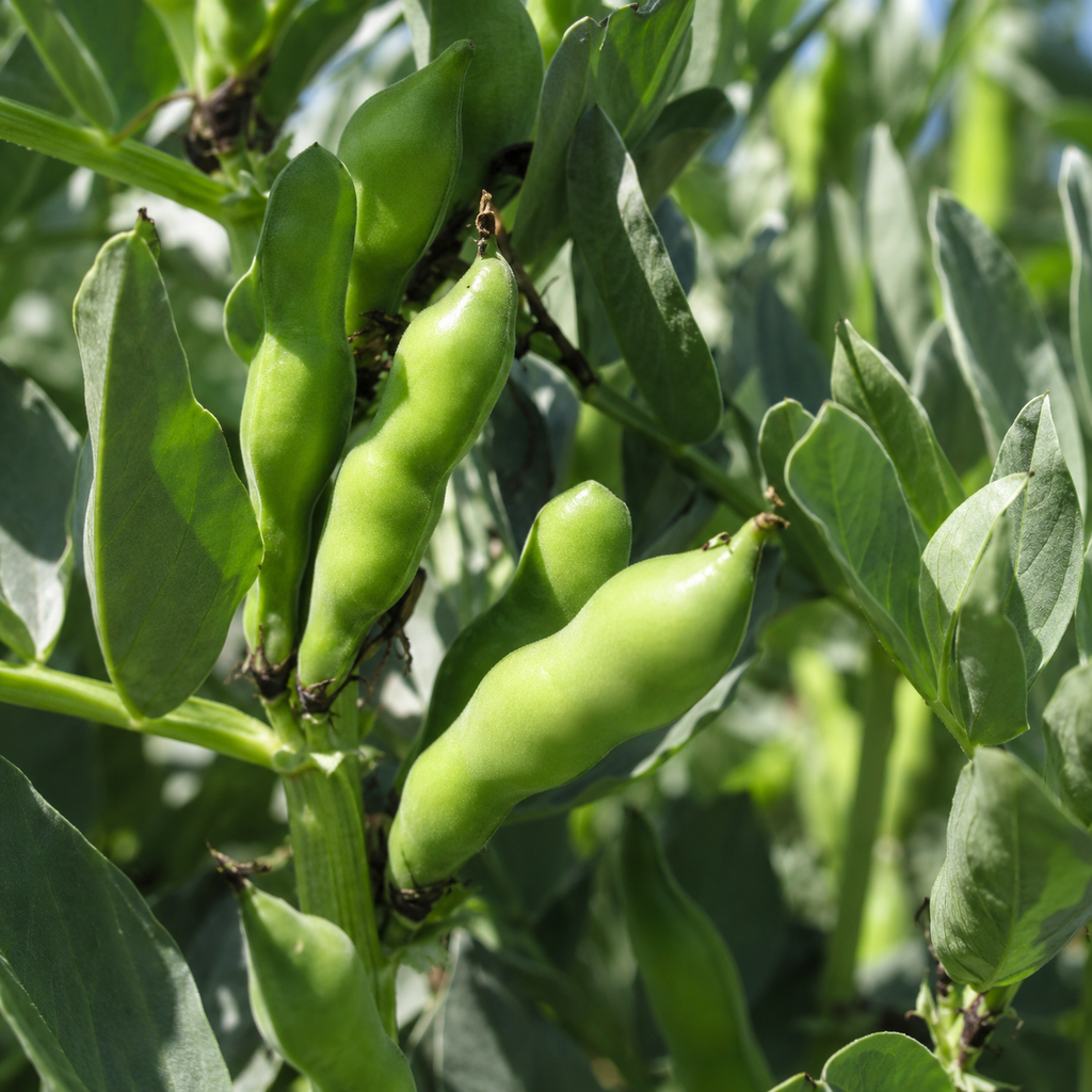Green Beans Seed Pack for Kitchen Gardens - home garden seed pack