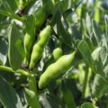 Green Beans Seed Pack for Kitchen Gardens - home garden seed pack