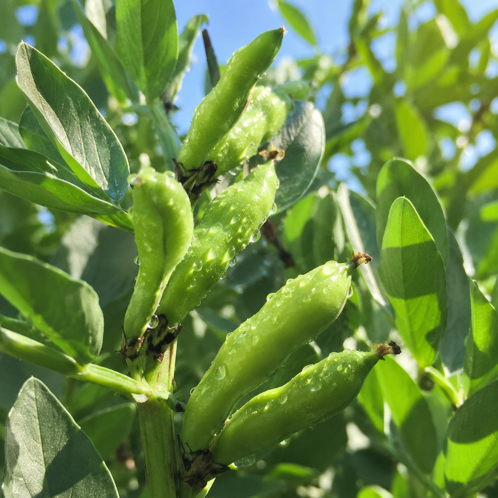 Green Beans Seed Pack for Kitchen Gardens - home garden seed pack