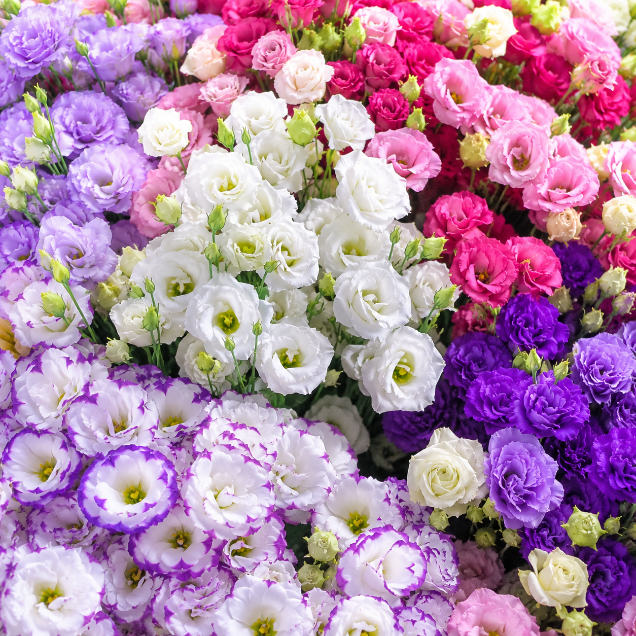 Gypsophila Flower Seeds for Home Gardens - home garden seed pack