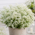 Gypsophila Seeds for Beds and Borders - home garden seed pack