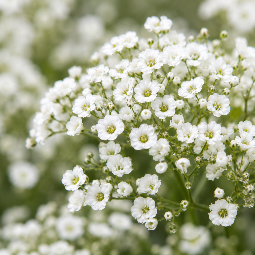 Gypsophila Seeds for Beds and Borders - home garden seed pack