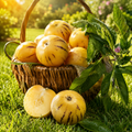 Home Garden Honeydew Melon Vegetable Seeds - home garden seed pack