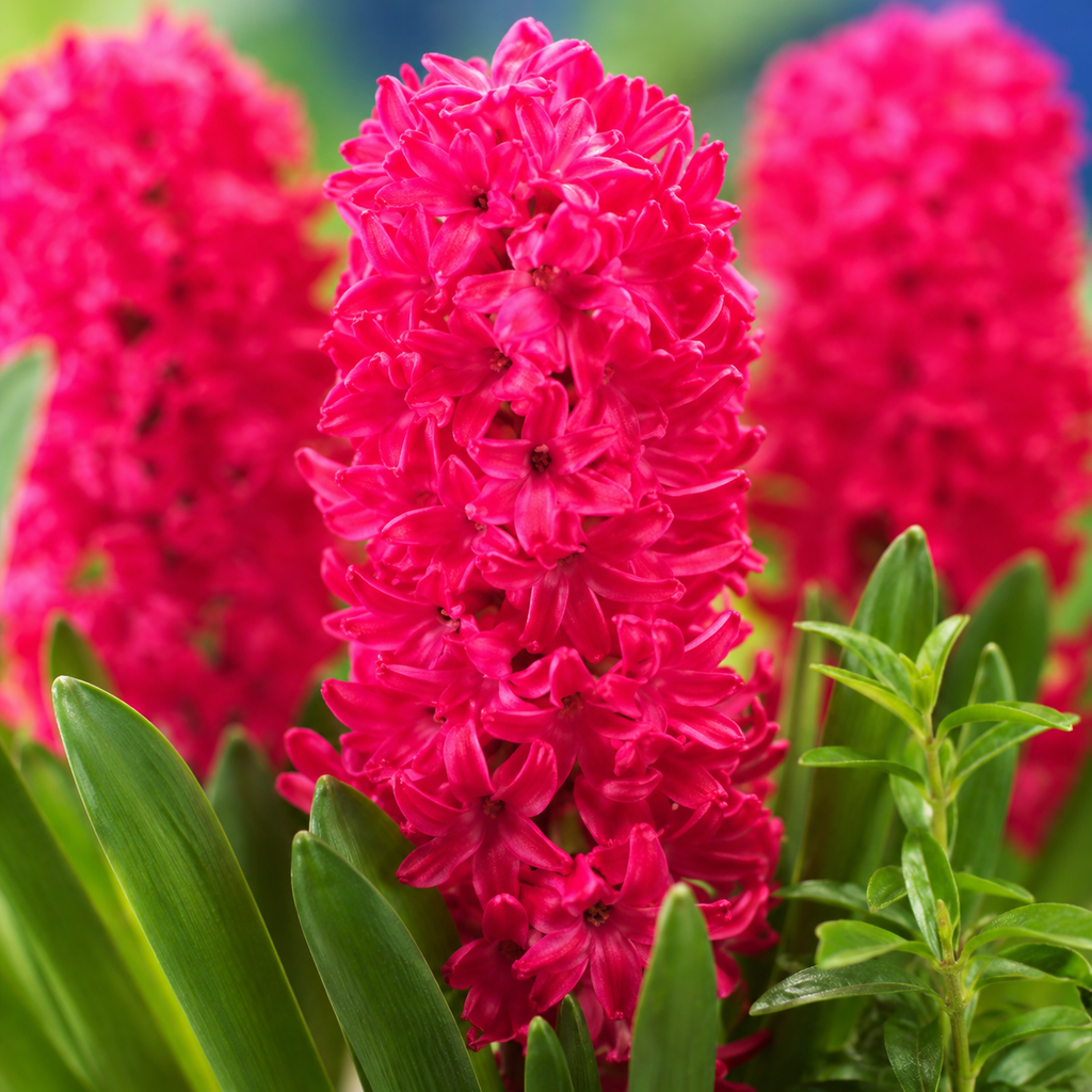 Hyacinth Bulbs / Bloom Seed Pack - home garden seed pack