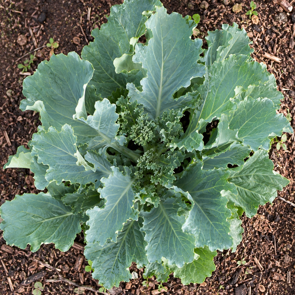 Kale Grower Seed Pack - home garden seed pack