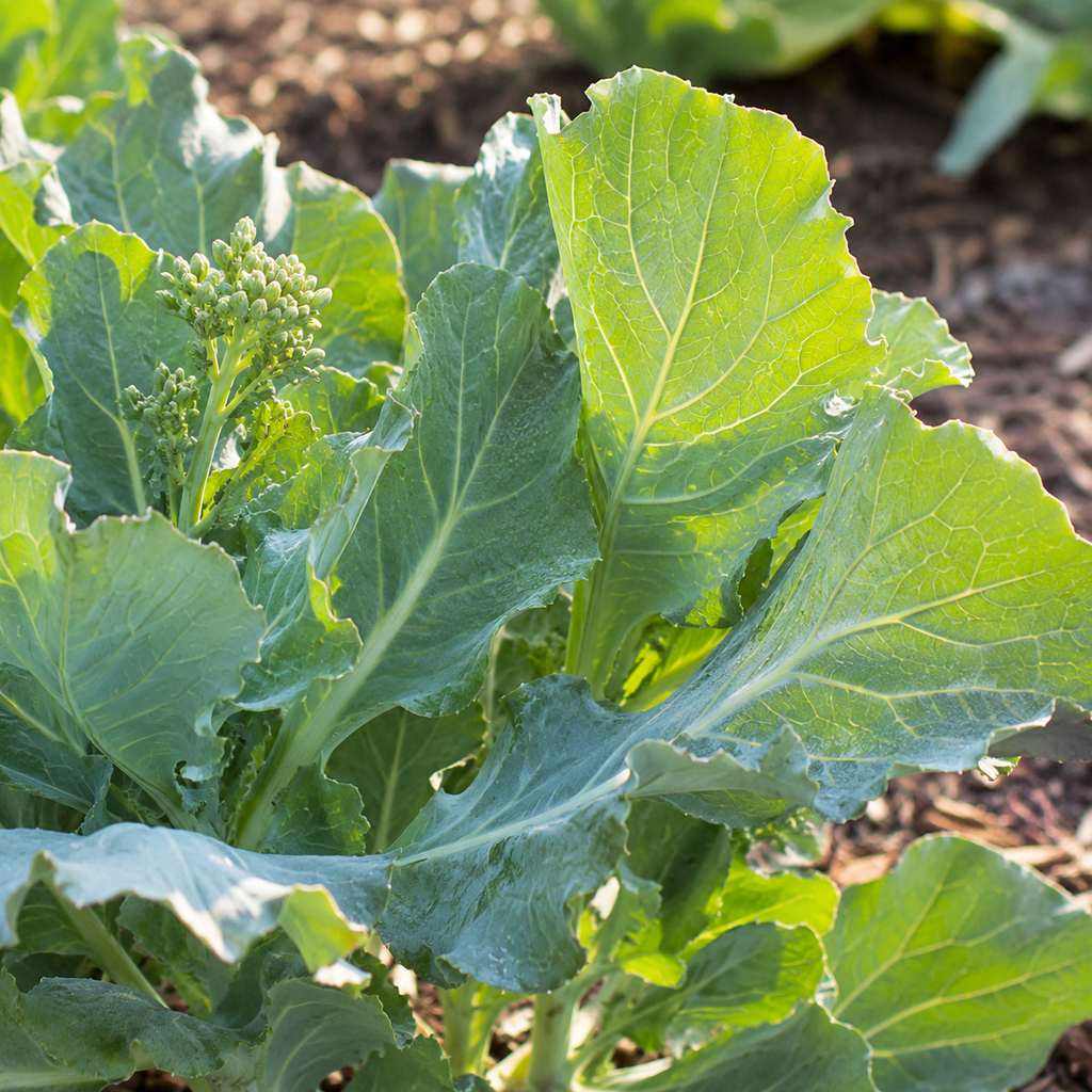Kale Grower Seed Pack - home garden seed pack