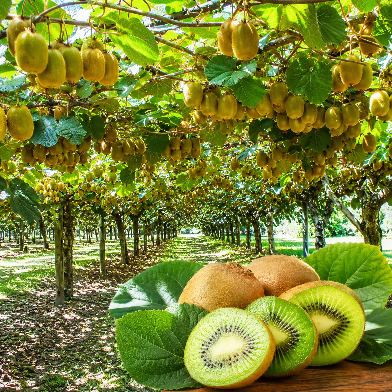 Kiwi Seeds for Patio and Garden Beds - home garden seed pack