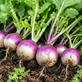 Kohlrabi Seeds for Raised Beds and Containers - home garden seed pack
