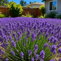 Lavender Flower Seeds for Home Gardens - home garden seed pack