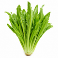 Leaf Lettuce / Romaine Lettuce Vegetable Seeds for Home Gardens - home garden seed pack