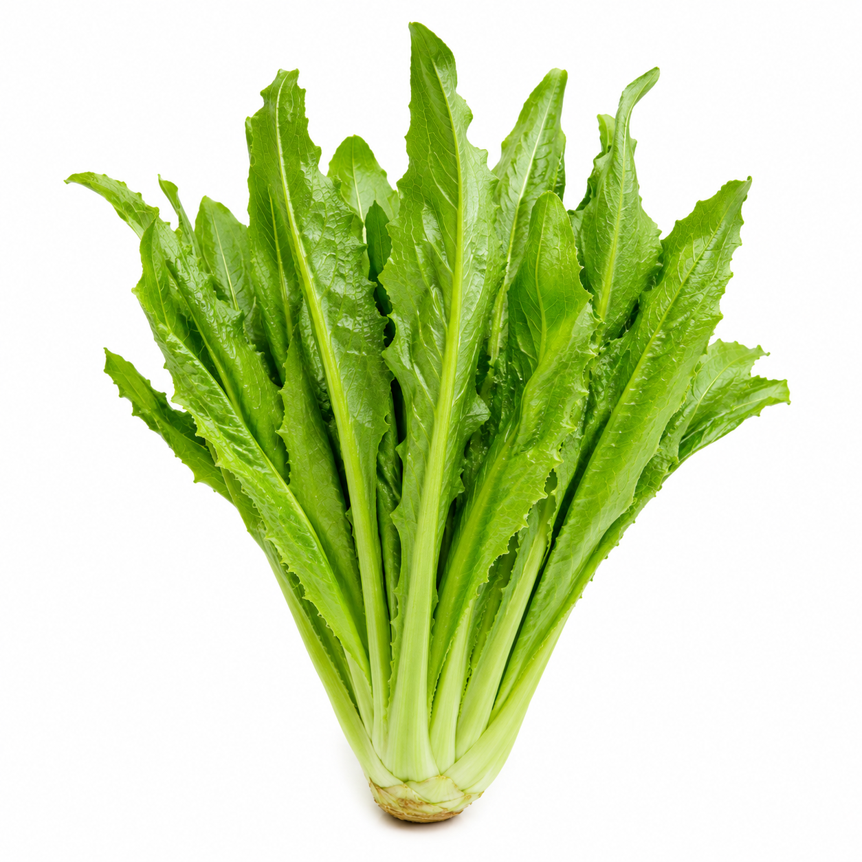 Leaf Lettuce / Romaine Lettuce Vegetable Seeds for Home Gardens - home garden seed pack