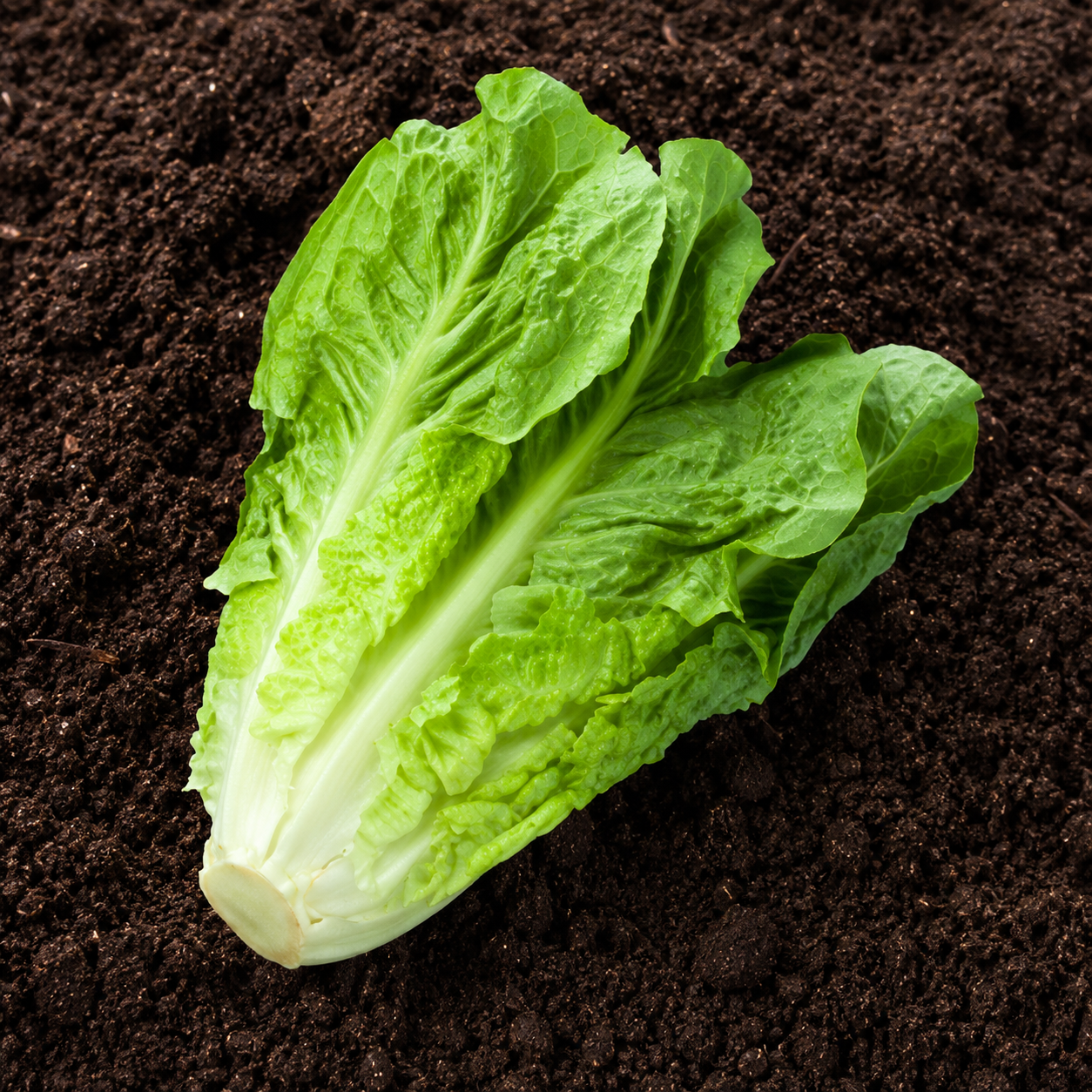 Home Garden Lettuce Vegetable Seeds - home garden seed pack