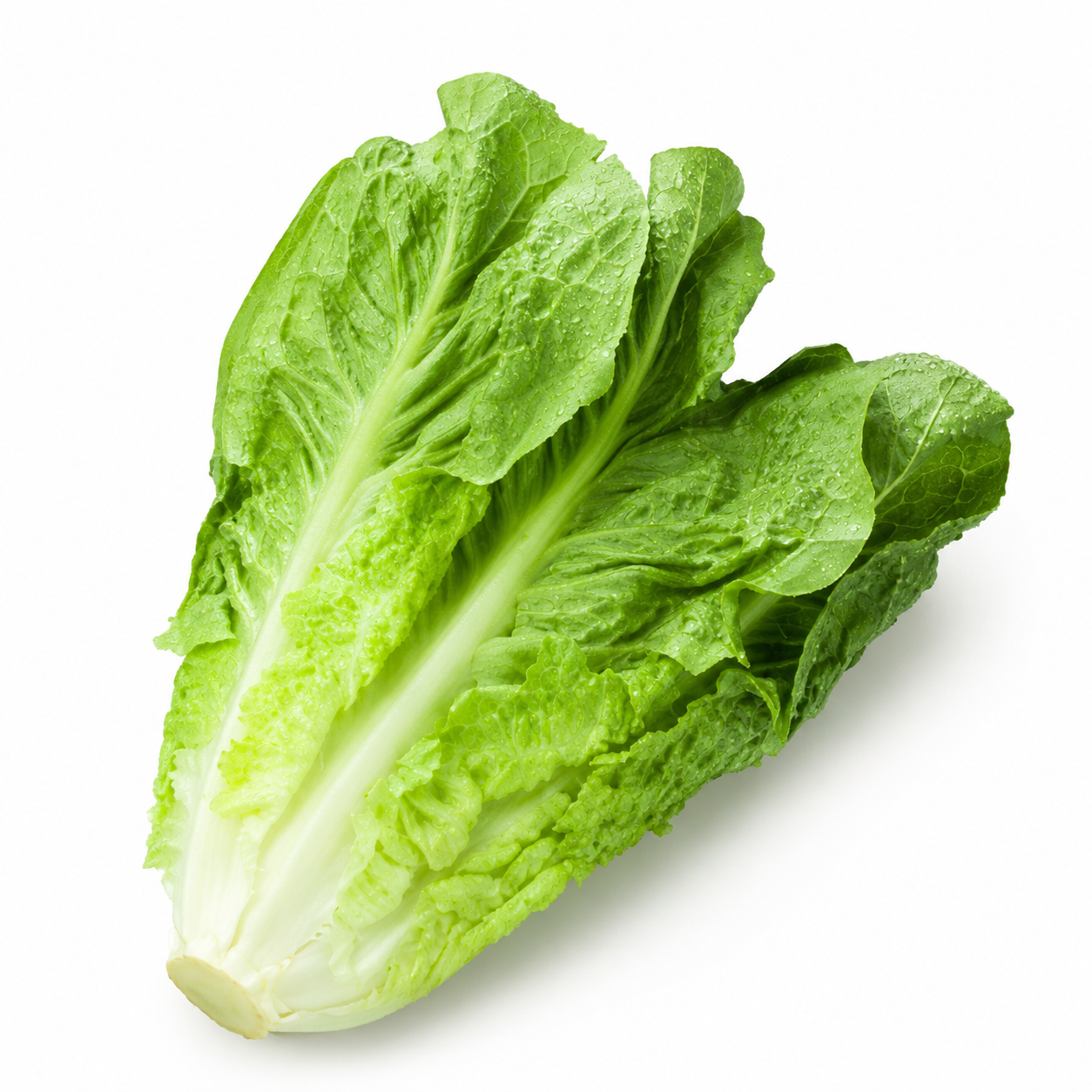 Home Garden Lettuce Vegetable Seeds - home garden seed pack