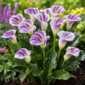 Lily Seeds for Beds and Borders - home garden seed pack