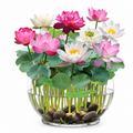 Lotus Flower Seeds for Home Gardens - home garden seed pack