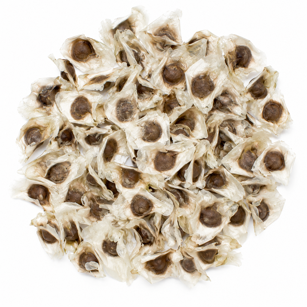 Garden Moringa Flower Seeds - home garden seed pack
