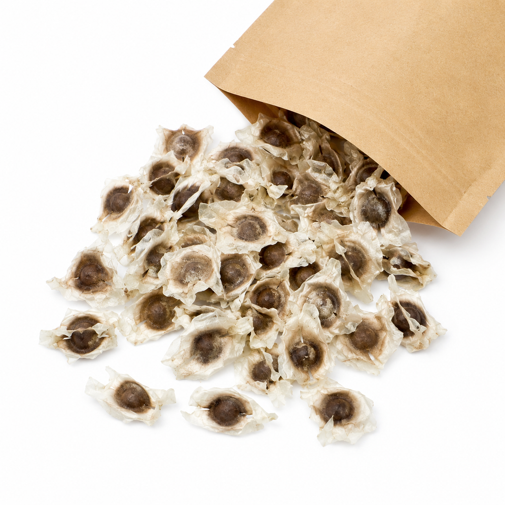 Garden Moringa Flower Seeds - home garden seed pack